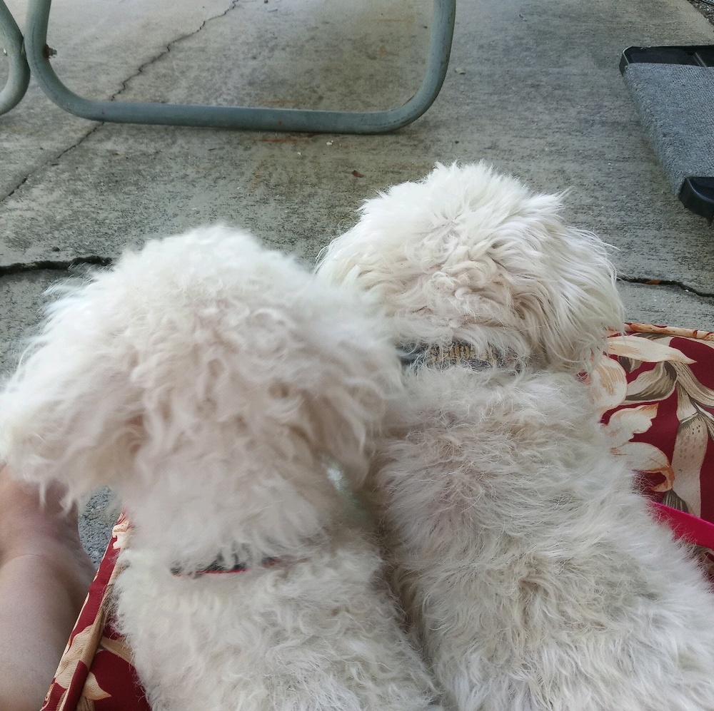 Meet your Posher, Donna